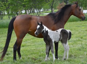 CHALLENGE U's Afirenella and 1-week old foal