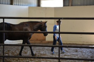 My horse instructor, Jackson, patiently teaching me to speak his language.